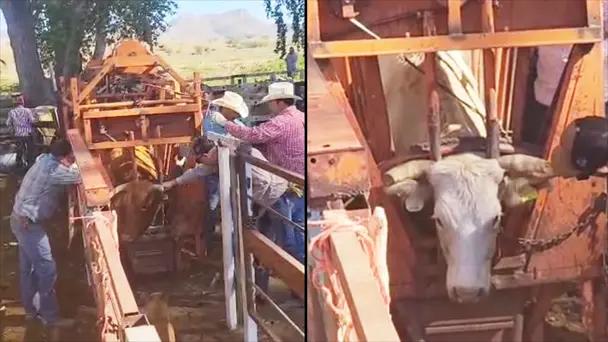 Corridas y vender ganado: Así sobreviven en Santa Cruz