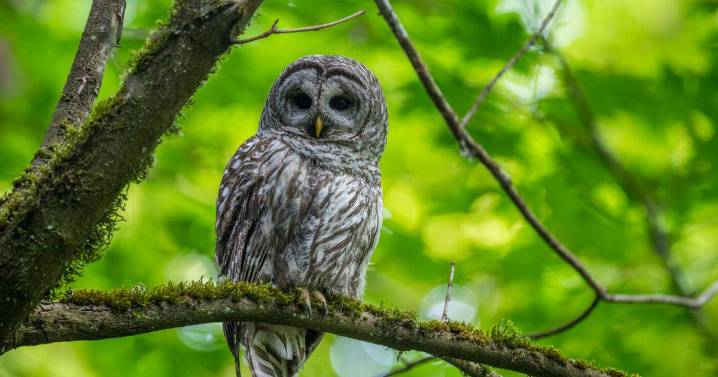 Bird expert shares how to spot owl in woods in winter