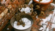 The Best Place To Store Plants Outdoors To Keep Them Thriving In Winter Temps