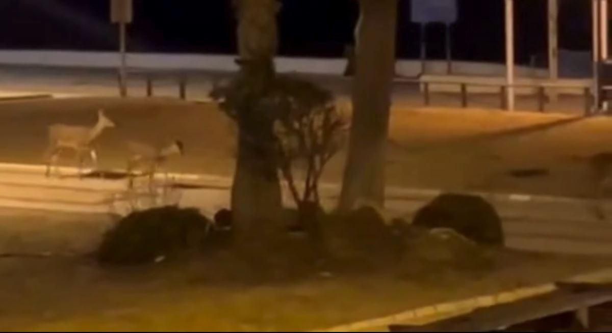 Una manada de ciervos se deja ver en el paseo marítimo de Matalascañas ante la sorpresa de los vecinos