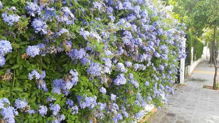 La flor violeta que resiste 40 grados y atrae mariposas todo el verano