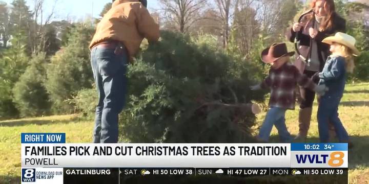 Families heading to tree farms as a annual tradition