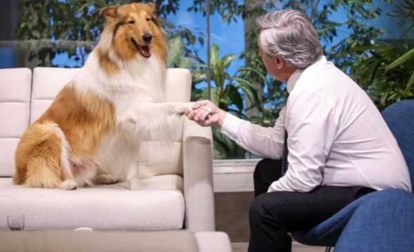 Murió Dylan, el perro de Alberto Fernández: el emotivo mensaje de despedida