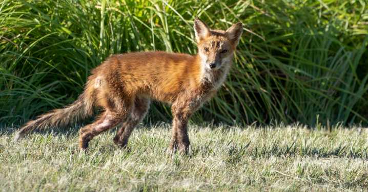 Alexandria Health Department Issues Rabies Alert After Fox in Rosemont Tests Positive