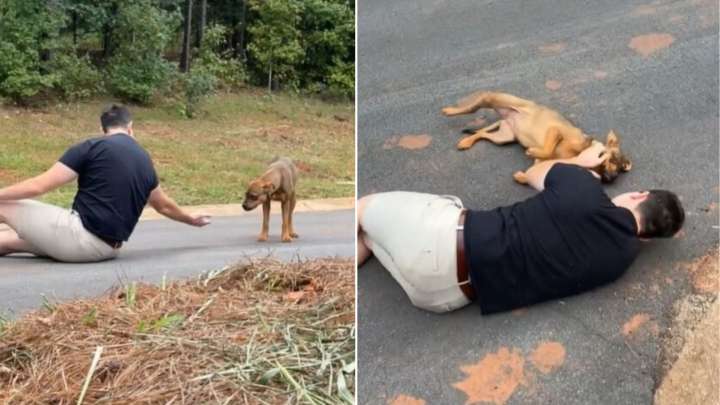 Georgia Pup Spent Weeks Avoiding People Until A Stranger’s Gentle Voice Changed Everything