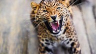 Boy Defies Leopard Attack in Palghar, School Bag Turns Lifesaver