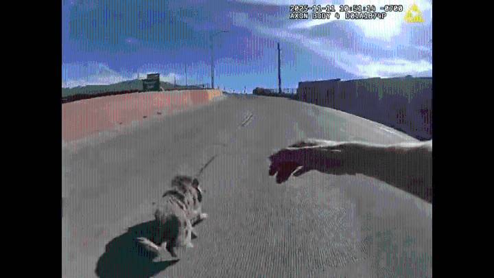 Video: Albuquerque police officers chase pig on I