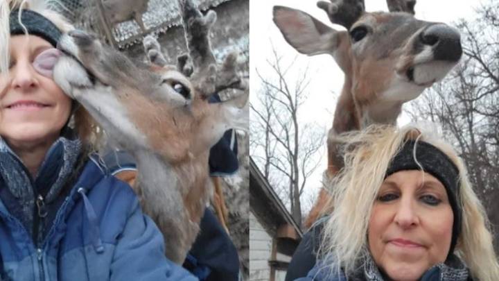 Activista salva a venado; el venado la mata