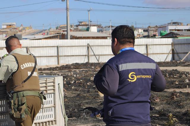 Incautan cerca de 20 toneladas de huiro negro en planta ilegal en Caldera