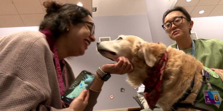 Wellstar Children’s Hospital facility dog Nugget retires after 8 years