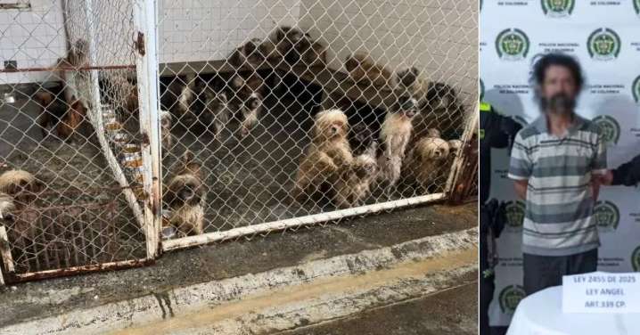 Entre lodo y heridas, 31 perritos fueron rescatados de un criadero clandestino