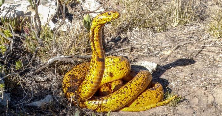 Alpaca antibodies used to create breakthrough snakebite treatment