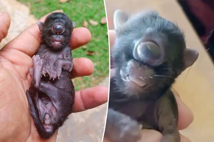 Rare mutant kitten dubbed 'cyclops cat' is born with one eye