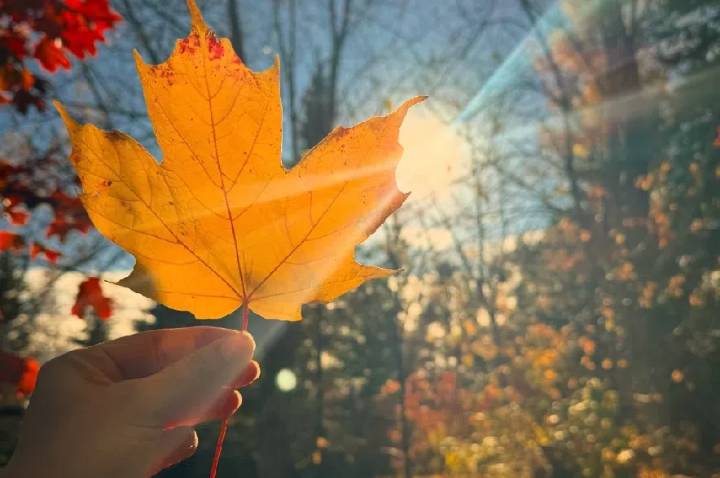 Mid-November warm up hitting parts of Sask., with temperatures well above normal