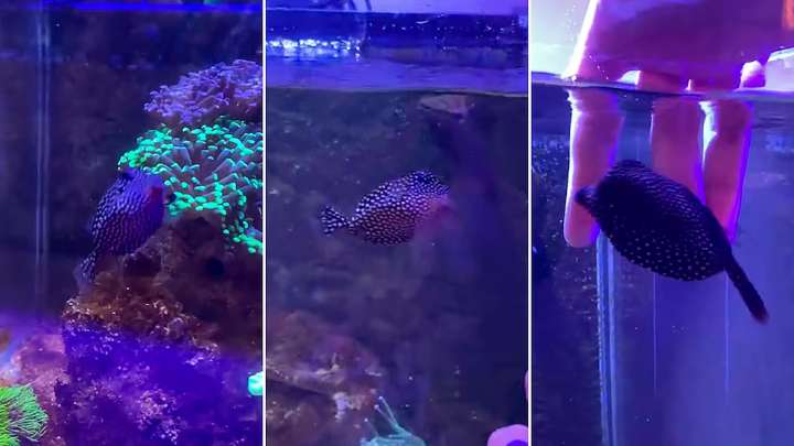 Globi, la sensación de TikTok: un pez que pide caricias y tira chorritos de agua