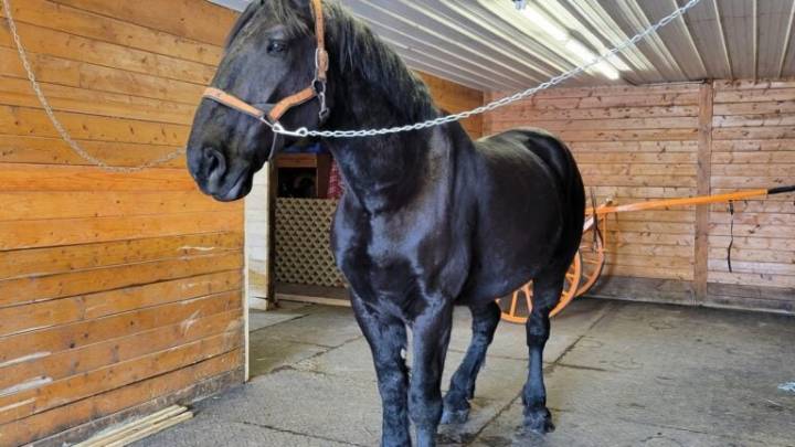 RIP Jay, dedicated Mass. State Police mount
