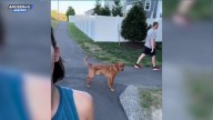 El vídeo viral del perro que se ve obligado a elegir a cuál de sus dueños seguir: ¿a quién quiere más de los dos?