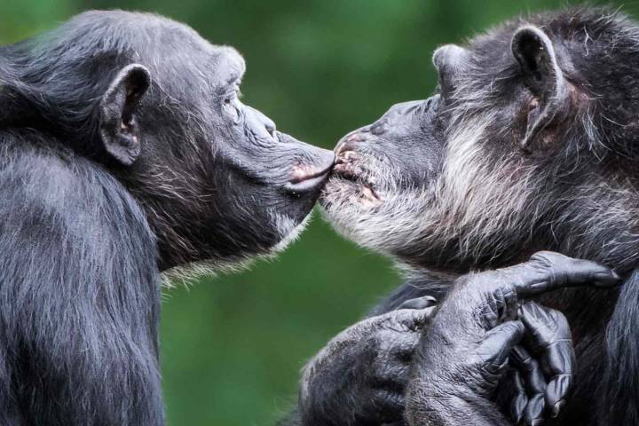 The World’s First Kiss Happened as Far Back as 21 Million Years Ago: Study