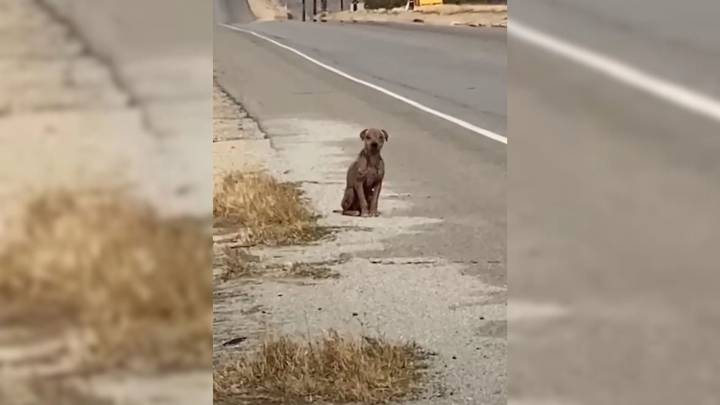 California Rescuers Discover A Stray In The Worst Condition They Had Ever Seen