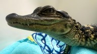 Young alligator found abandoned in southern Indiana apartment