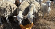 Black Forest farm accepting pumpkins to feed their sheep, use for compost