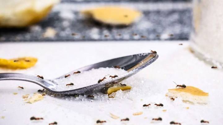 Cómo ahuyentar a las hormigas de la cocina usando un poco de tiza: repelente casero efectivo