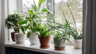 The Affordable Product You Can Use To Keep High-Temp Loving Houseplants Happy