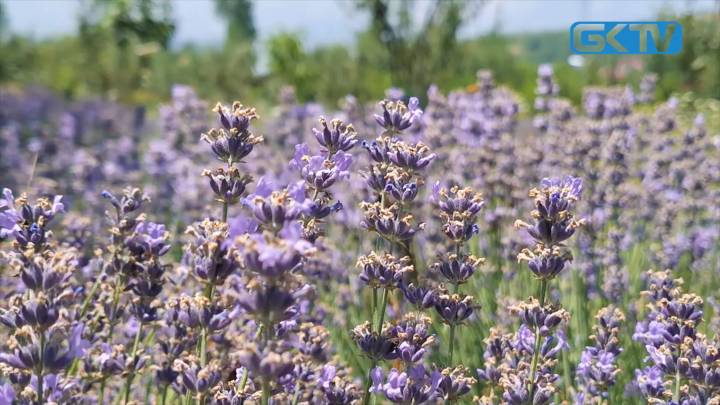 PURPLE HIGHWAY?: Lavender to paint Banihal-Qazigund stretch in fragrant bloom