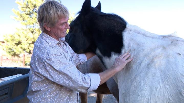 Rancher believes mountain lions attacked horses, killing 1 and injuring 2 in Fort Collins
