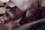 Denuncian operación de presunto rastro clandestino en Tula