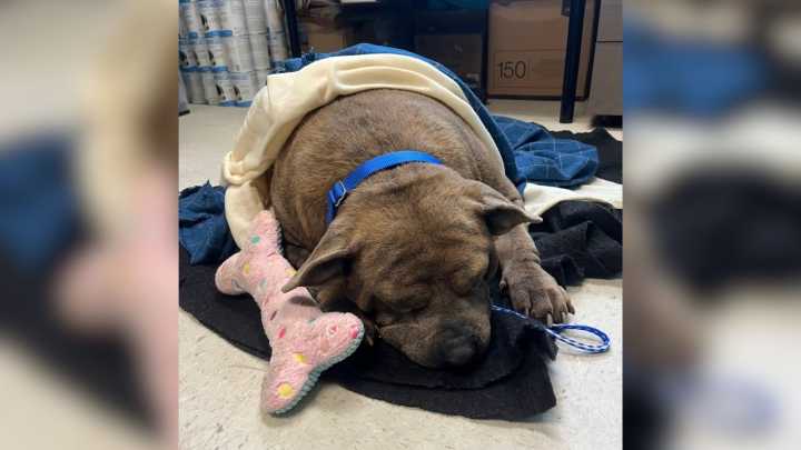 Texas Shelter Dog Sheds 45 Pounds And Begins A Life Changing Transformation