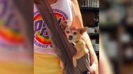 California Senior Chihuahua Abandoned Without Warning Finds Joy And Love In Her New Home