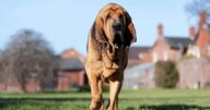 7 Things Every Bloodhound Owner Should Know Before Bringing One Home