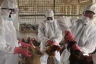 Muere en EEUU la primera persona infectada con la cepa H5N5 de gripe aviar