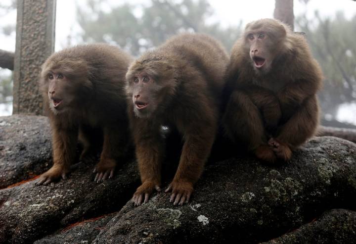 Monos al ritmo de Barry White: los macacos demuestran que pueden seguir el compás de la música