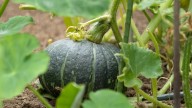 The Fall Gardening Hack That Keeps Your Winter Squash Harvest Fresh For Longer