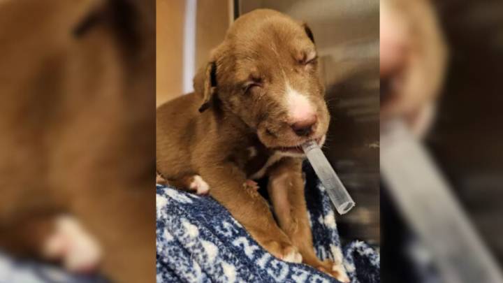 California Pup Rejected For Her Face Deformity Nearly Lost Her Life Until Everything Changed