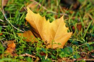St. Joseph County Leaf Program activates Snow Plan