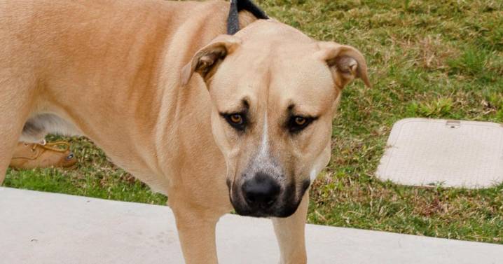 Tucson Subaru's Pet of the Week: Tanner the shepherd mix