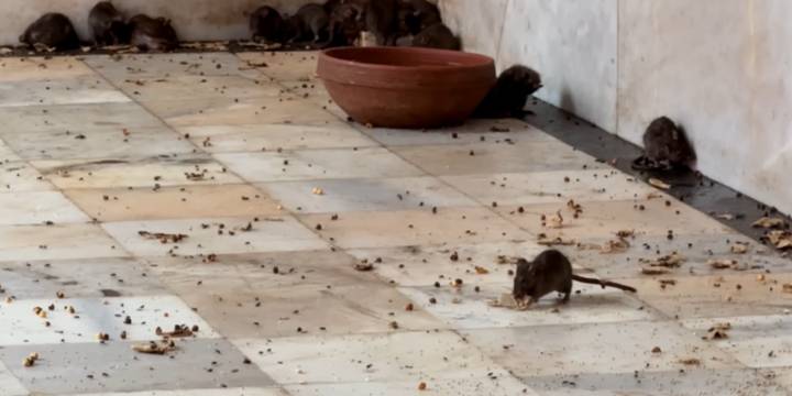 Así es Karni Mata, el templo en el que adoran a las ratas en la India: “Ellos vienen a compartir con su familia”