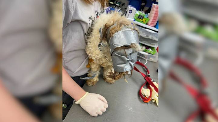Nebraska Employee Hears Strange Noises In Dumpster And Finds A Puppy Bound In Tape