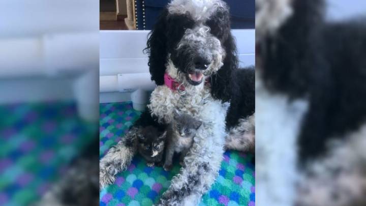 Washington Dog Mom Surprises Everyone With An Unexpected Addition To Her Pack