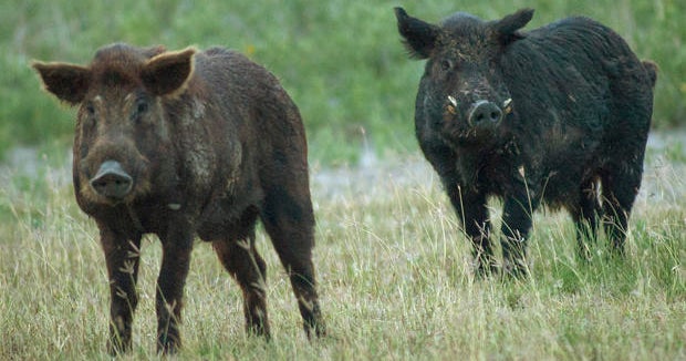 North Texas city increases police presence after reports of feral hogs