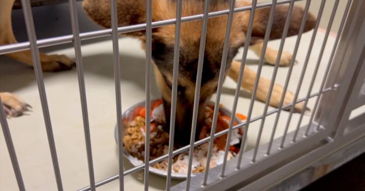 Kern County Animal Services serves Thanksgiving feast to 400 shelter dogs with volunteer help