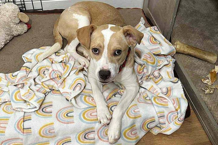 Woman Says Feral Foster Dog Is ‘Completely Different’ After 6 Months (Exclusive)