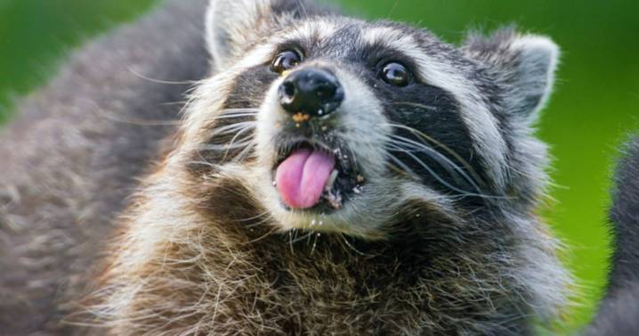 ¿Los mapaches son las próximas mascotas? Este estudio afirma que están teniendo signos de domesticación