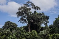 Brasil propone un fondo global para proteger los bosques tropicales y frenar la deforestación