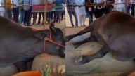 Rs 21 crore worth 'sensation' falls to ground, dies at Pushkar fair; issue triggers debate on social media