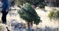 Kaibab National Forest offering Christmas tree permits