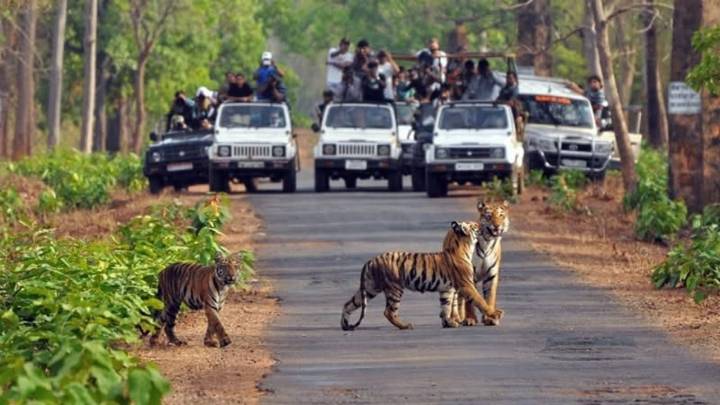 No safari in core areas of Corbett Tiger Reserve: SC orders Uttarakhand to repair environment damage